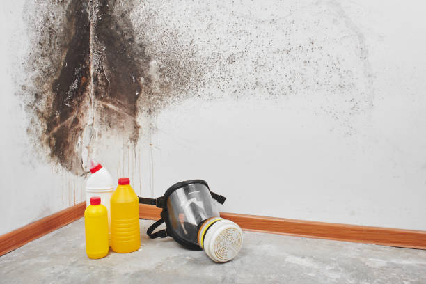 Best Mold Cleaning Services  in Warren, OR
