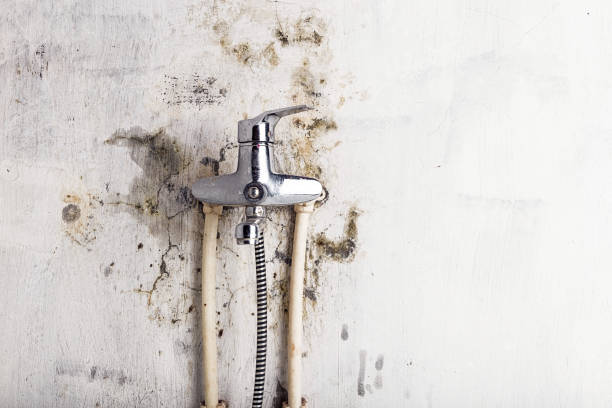 Best Fast Mold Removal  in Warren, OR
