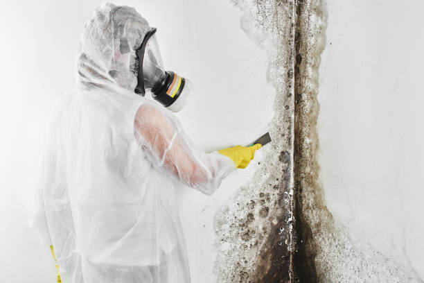 Best Attic Mold Removal  in Warren, OR