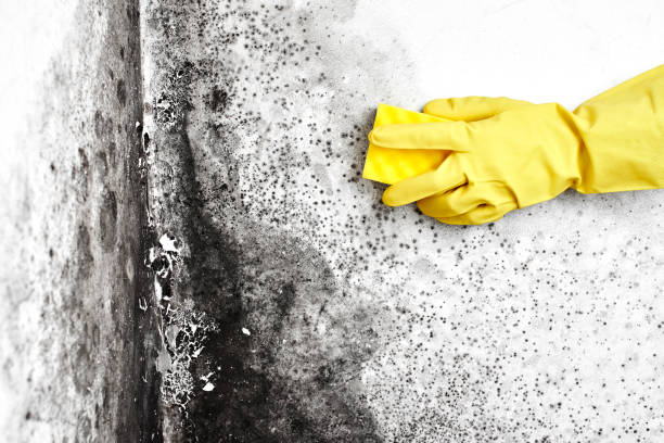 Best Mold Remediation  in Warren, OR