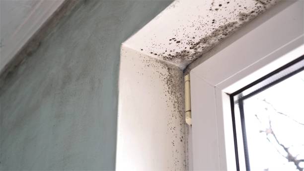 Best Attic Mold Removal  in Warren, OR