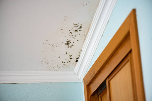 Best Mold Testing  in Warren, OR