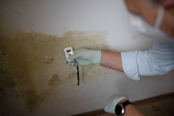 Best Toxic Mold Removal  in Warren, OR