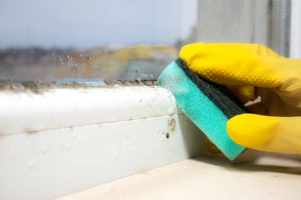 Best Affordable Mold Removal  in Warren, OR
