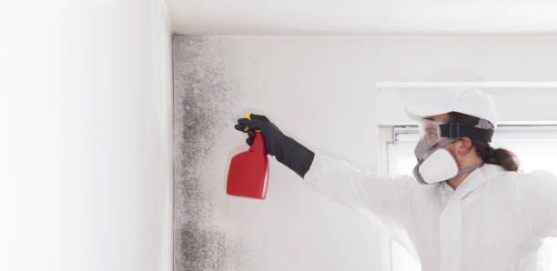 Best Home Mold Removal  in Warren, OR