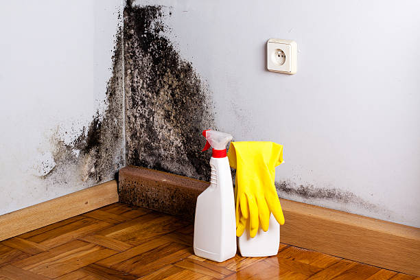 Mold Removal Process in Warren, OR